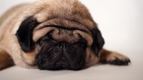 A Beautiful Sad Pug Lies on Isolated White Background