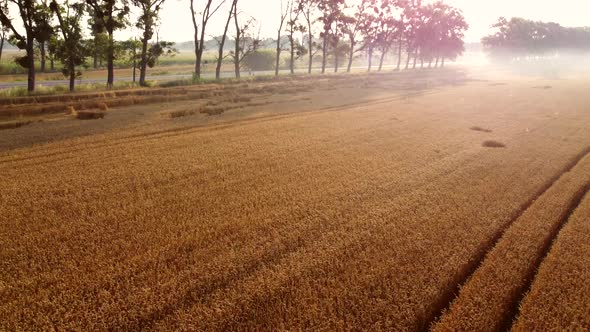 Flying Over a Wheat Field on an Early Summer Morning