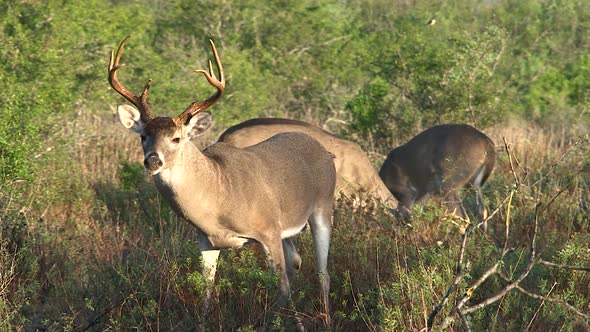 Monster buck lifts its head from feeding.