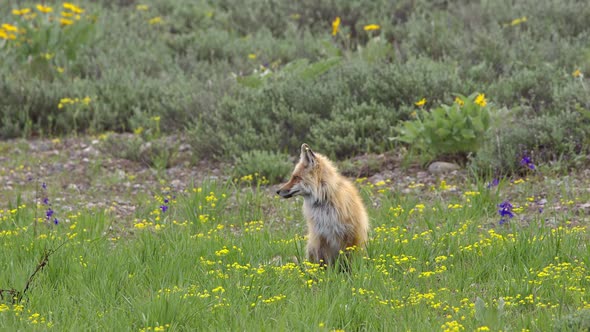 Red fox sitting in field as it looks around and yawns