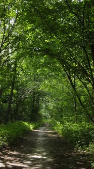 Vertical Video of Forest By Day