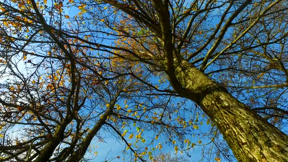 Observing Empty Branches of a Tree