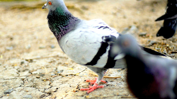 Pigeon In The Park