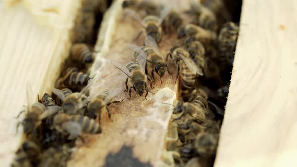 bees bring honey to their beehives in warm weather all day. Apiculture.