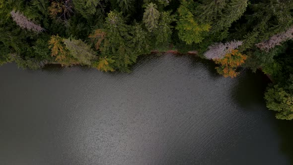 Autumn View of Lake Shore Pine Tree Forest