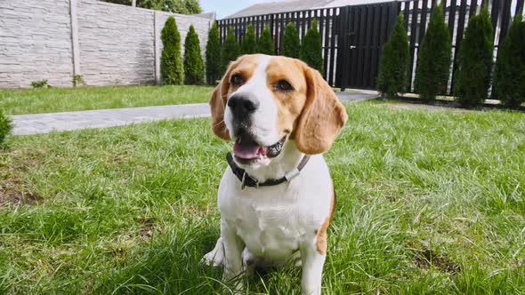 Dog Beagle Sitting at Grass in a Green Park