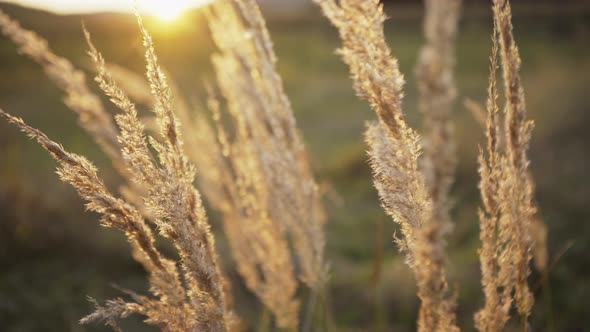 Textured Plants in Field