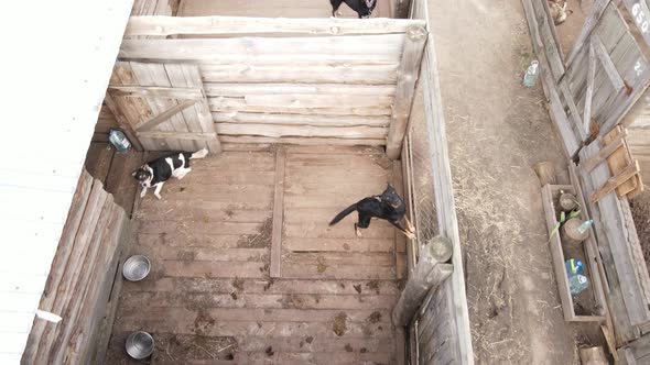 Aerial View of a Shelter for Stray Dogs.