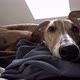 Purebreed Whippet Laying in the Bad - VideoHive Item for Sale