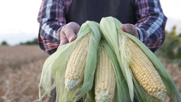 An agronomist holds corn cobs in his hands in an agricultural field.