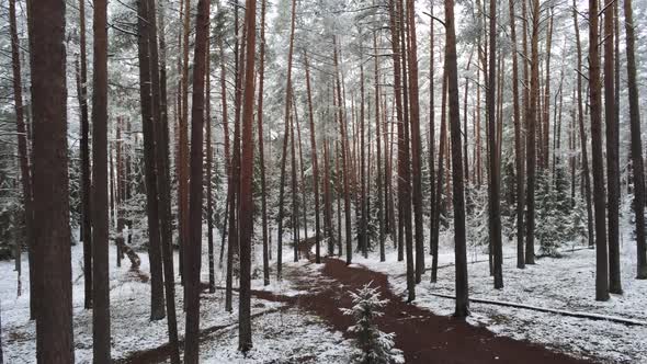 Frozen forest with snow covered spruce and pine trees. Winter scene. Dolly in.