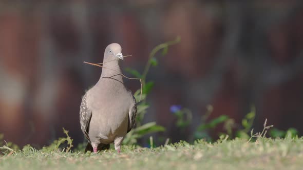 Wild spot-winged pigeon, patagioenas maculosa standing on the grass field with distinctive white spo