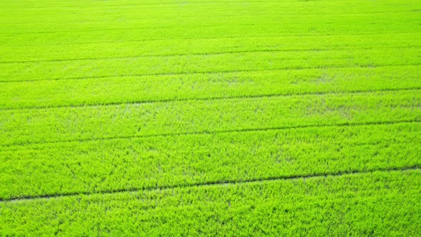 The sapling of the green rice plant. Video of fresh spring rice field