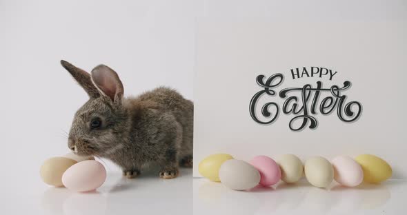 A Little Gray Rabbit is Playing With Many Eggs
