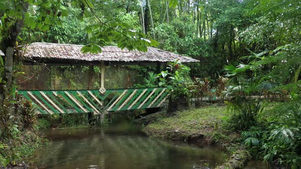 A bridge or crossing over a stream in a tropical garden showing many beautiful plants and trees