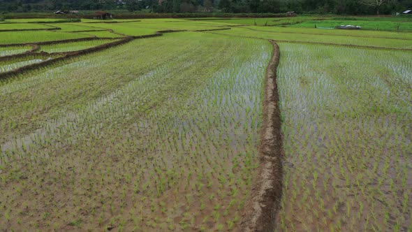 Aerial drone view of agriculture in rice on a beautiful field filled with water