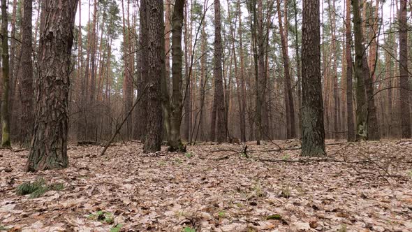 Forest with Pines with High Trunks During the Day