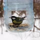 Great tit in the feeder - VideoHive Item for Sale