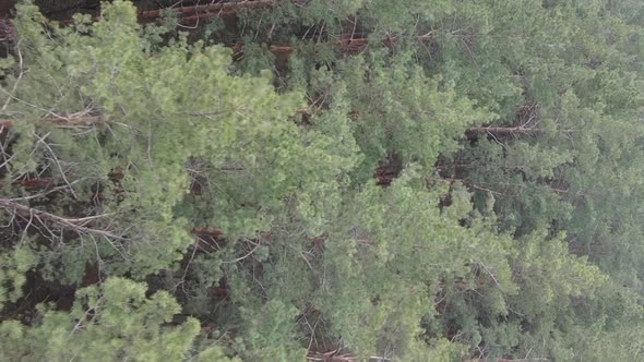 Vertical Video of Beautiful Forest Landscape