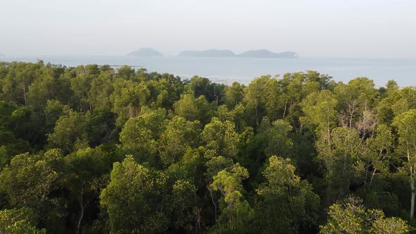 Aerial view sunny day light of mangrove tree forest