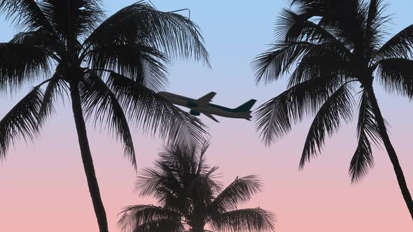 Airplane With Palm Trees