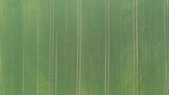Above field of green wheat 4K aerial video