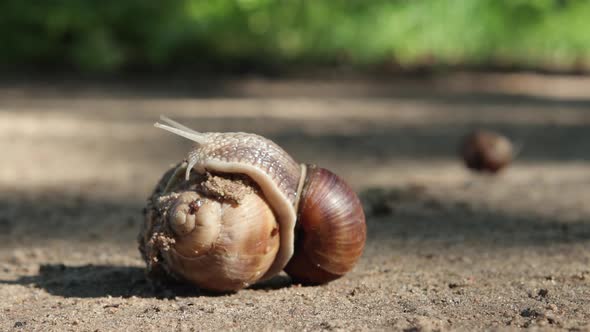 Mating of Grape Snails in Their Natural Habitat