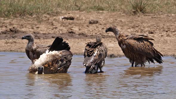 African white-backed vulture, gyps africanus, Group standing in Water, having Bath, Marabou Stork