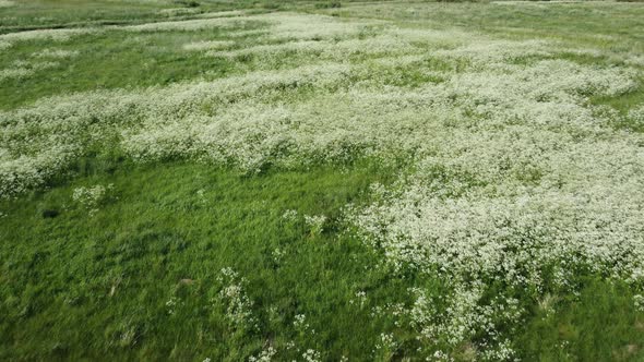 Flying Over a Field with White Flowers