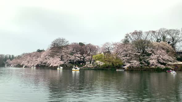 Cherry blossom and goose boats by the lake of Inokashira Park. Camera fixed, angle neutral, long sho