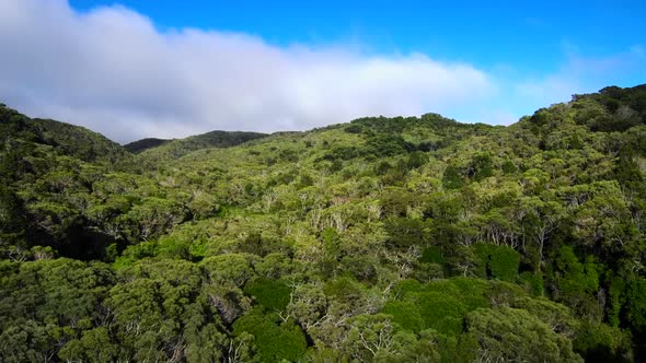 Flying backwards above Jungle at Hawaiian epic Waimea Canyon