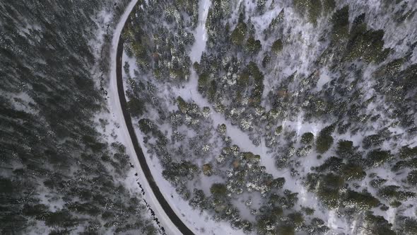 Aerial view looking down at pine tree forest from above in winter