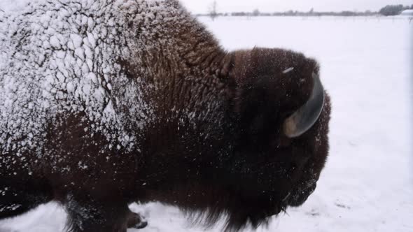 bison shakes snow off head super slomo