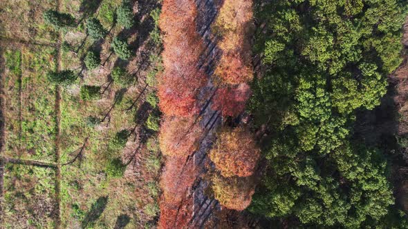 Overlooking the Metasequoia woods Trail