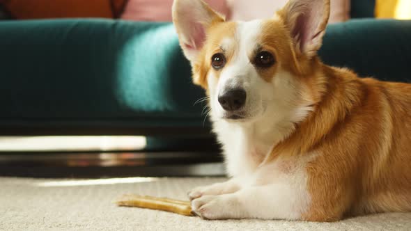 Corgi Holding Bone on Floor Closeup