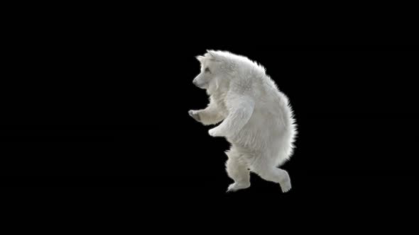 115 White Bear Dancing HD