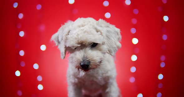 Little Beautiful Doggy on a Red Christmas Background