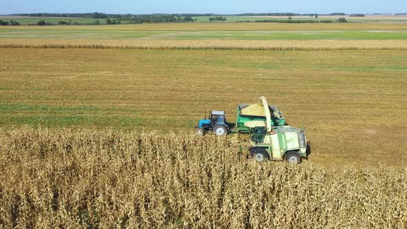 Harvester Gathers Mature Corn At Agricultural Field And Pour It In Tractor