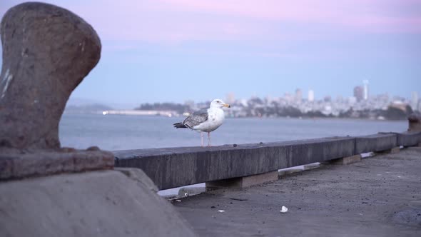 Bird standing cold by the pier and cityscape in the background