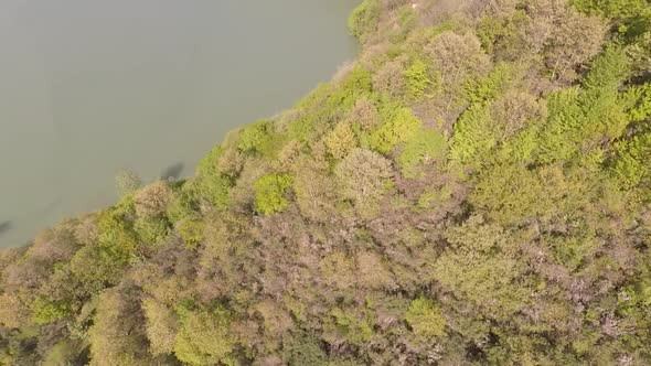 Green Forest and Lakeside