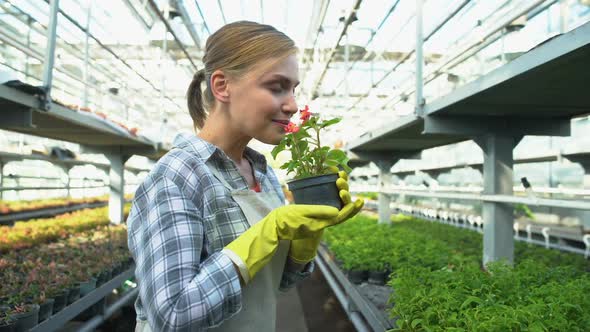 Happy Woman Sniffing Pot Flower in Glasshouse, Gardening Startup Business