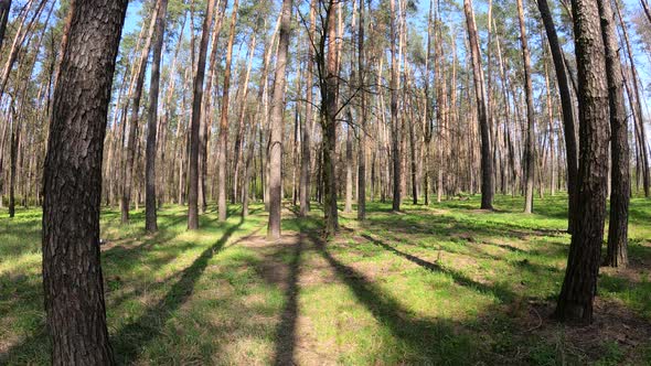 Walking Through the Forest with Pine Trees During the Day POV Slow Motion