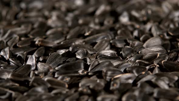 Sunflower Seeds, Rotation, Background