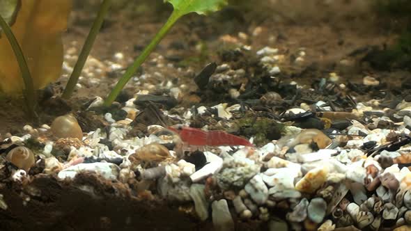 Concept 4-A1 View of Cherry Shrimp in Aquarium