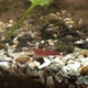 Concept 4-A1 View of Cherry Shrimp in Aquarium - VideoHive Item for Sale