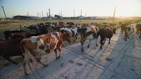 a herd of happy cows returns to the farm for an overnight stay. livestock farm.