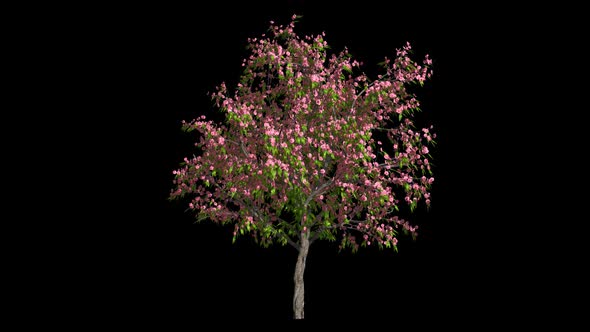 Blooming Tree alt