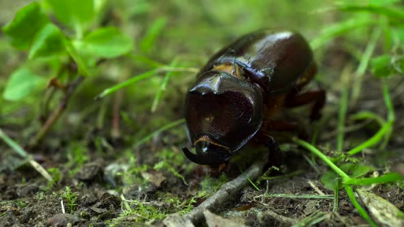 A Rare Rhinoceros Beetle Sits in the Grass and Hides From the Heat