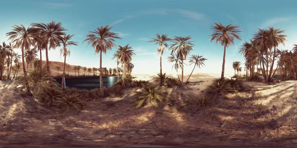 VR360 View of Palm Oasis in Desert