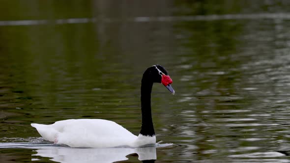 An elegant black necked swan, cygnus melancoryphus swimming across wavy river on a tranquil afternoo